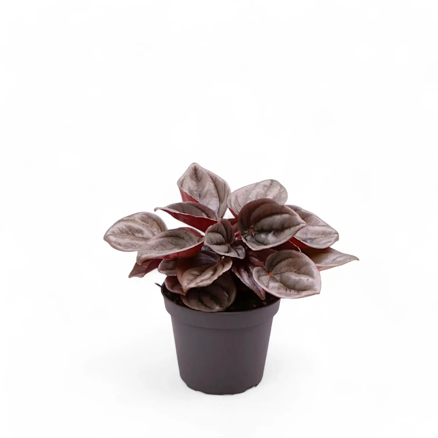 Peperomia 'Mendoza' potted plant in nursery pot on white background.