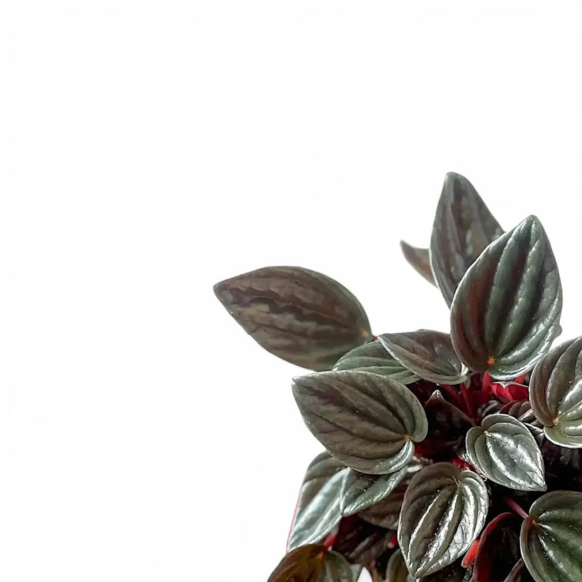 Peperomia 'Napoli Nights' – Blattdetail vor weißem Hintergrund..
