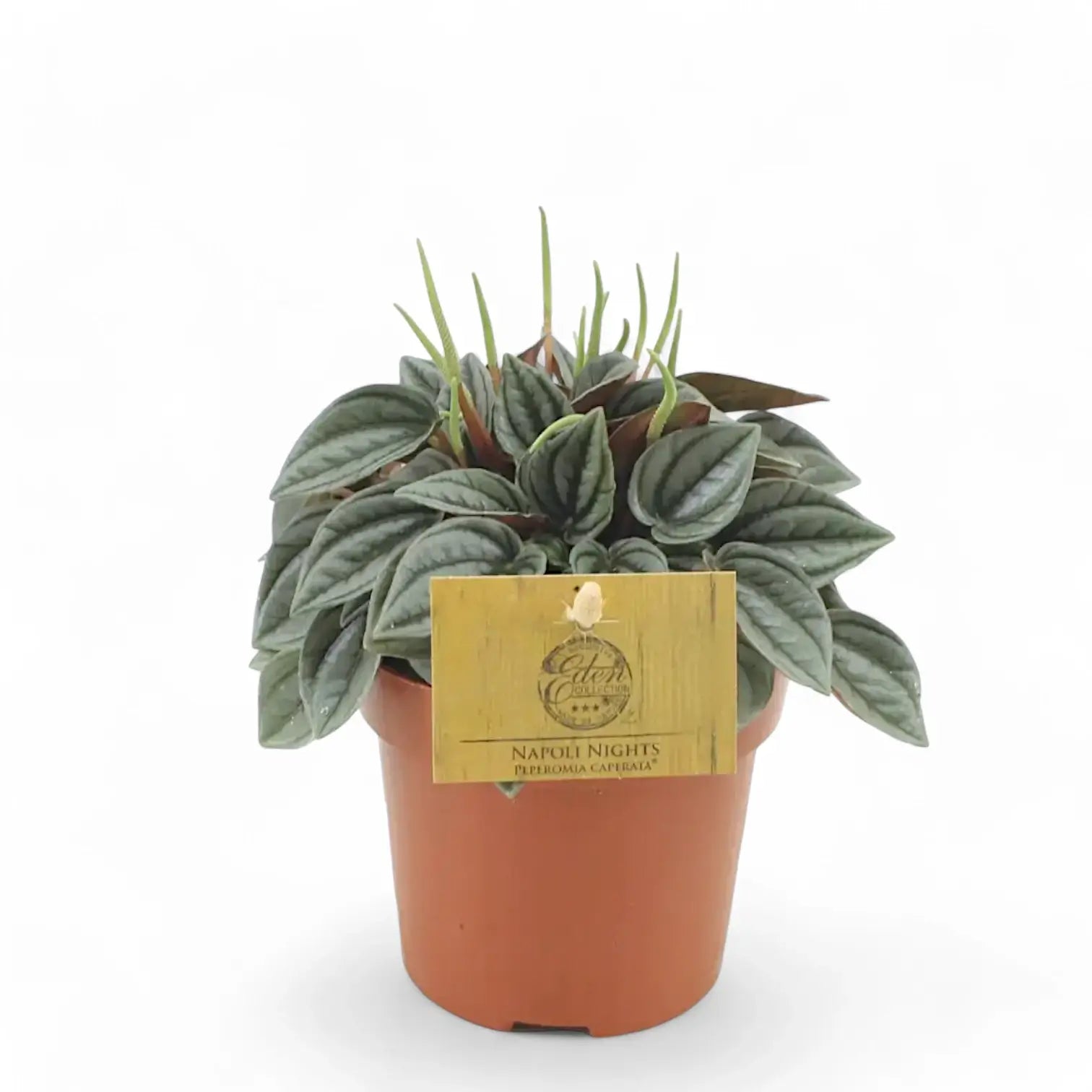 Peperomia 'Napoli Nights' potted plant in nursery pot on white background.