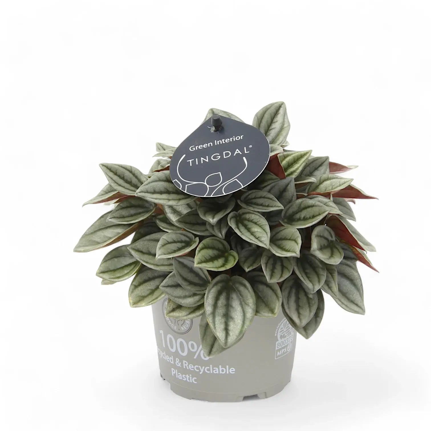 Peperomia 'Napoli Nights' potted plant in nursery pot on white background.