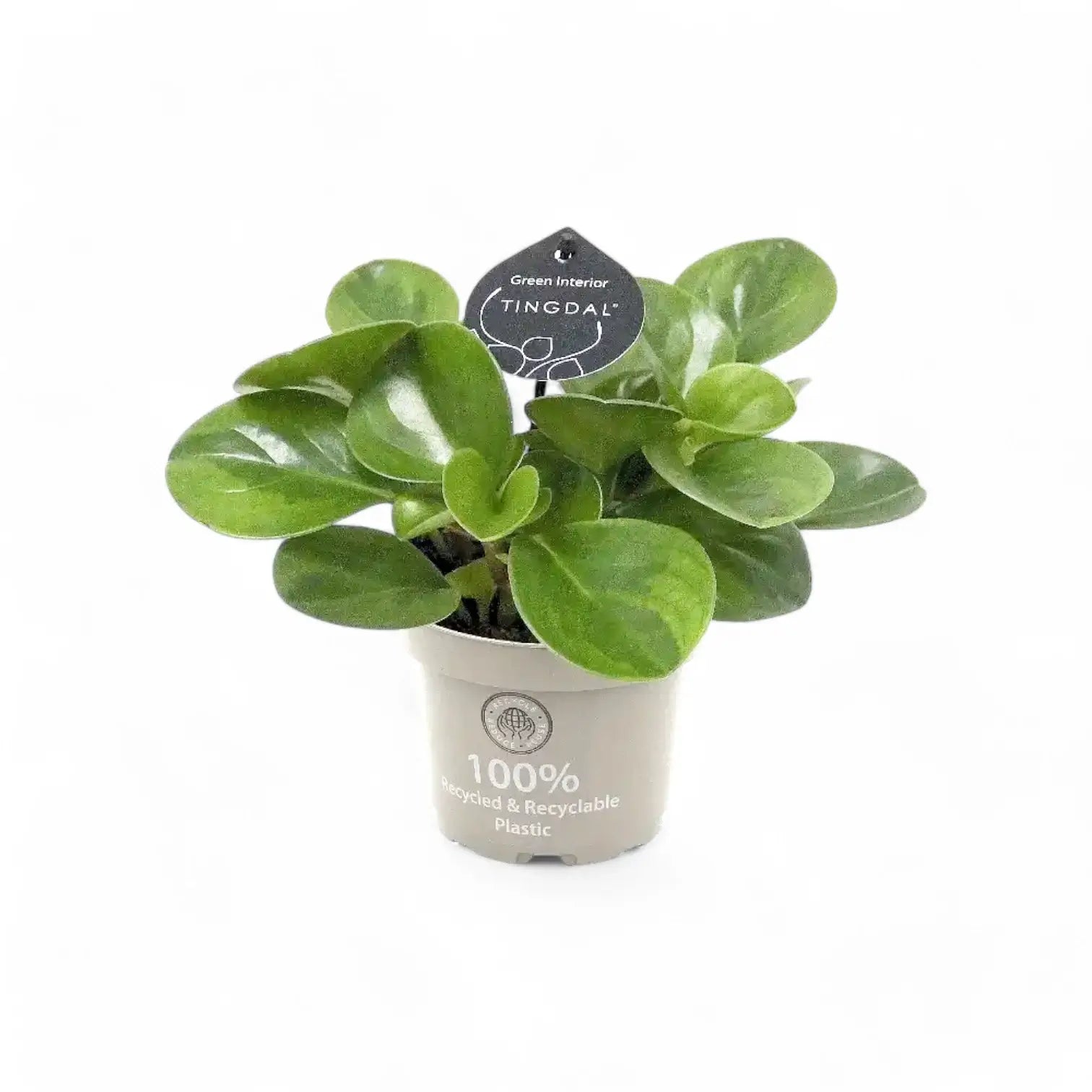 Peperomia obtusifolia 'Lime' Zimmerpflanze im Anzuchttopf vor weißem Hintergrund, Produktfoto 2.