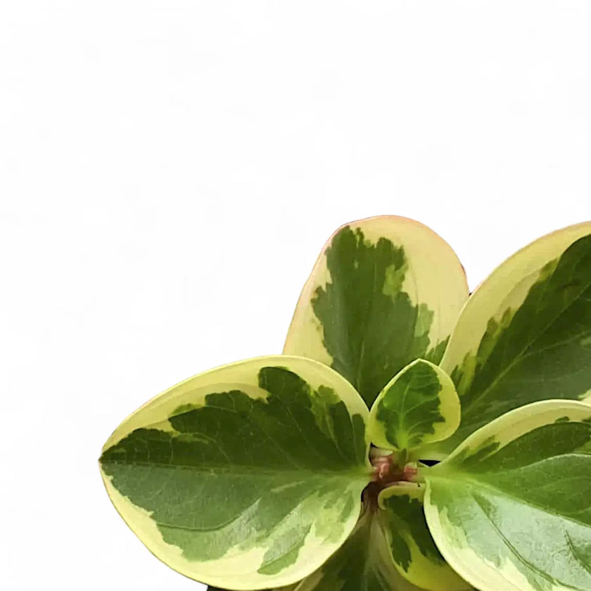 Peperomia obtusifolia 'Obtipan Bicolor' – Blattdetail vor weißem Hintergrund..