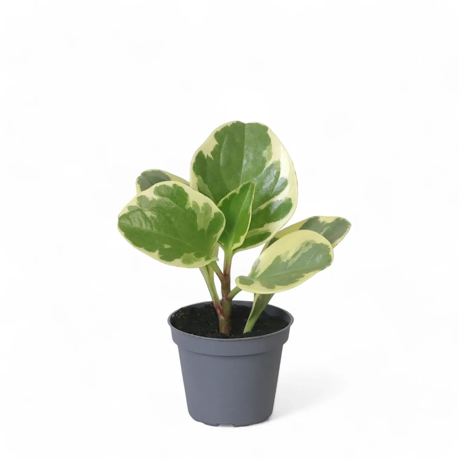 Peperomia obtusifolia 'USA' potted plant in nursery pot on white background.
