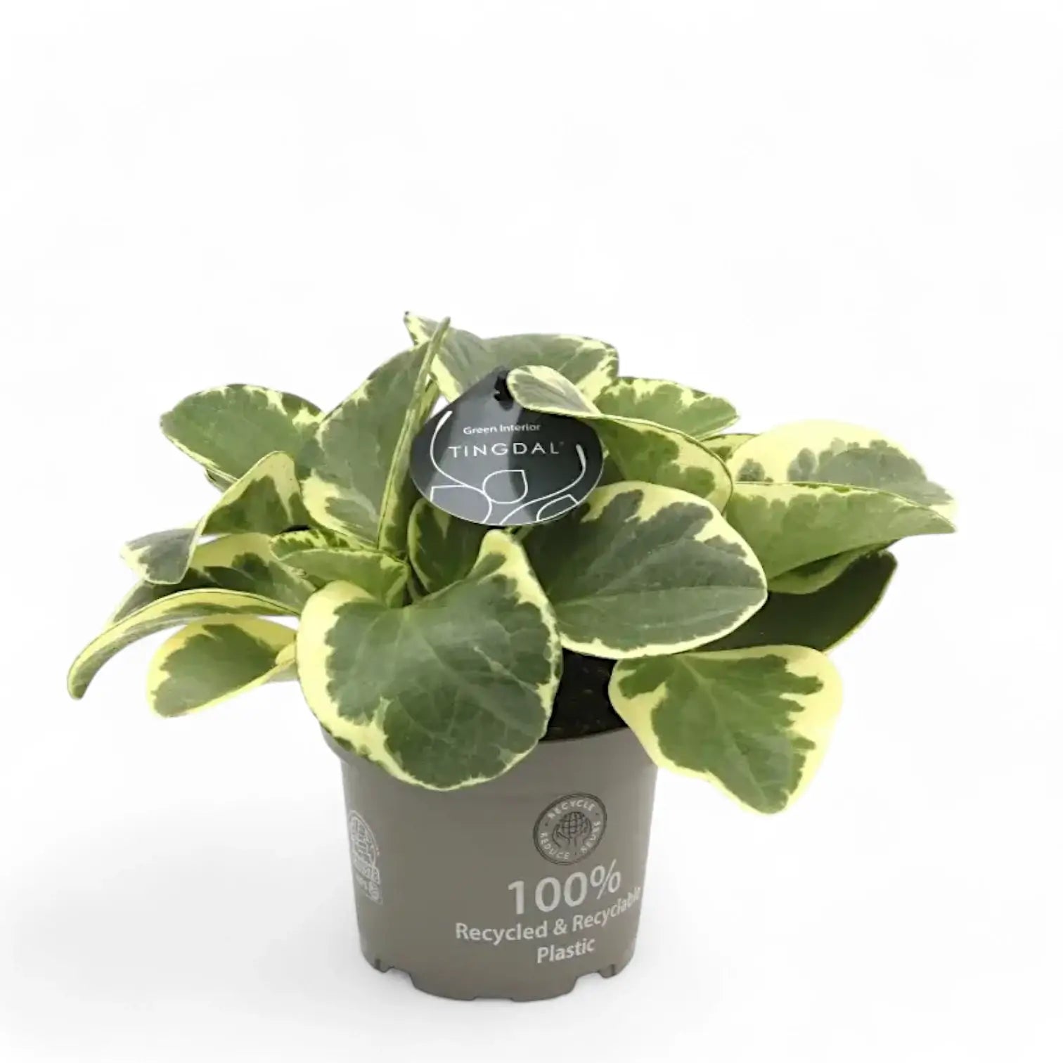 Peperomia obtusifolia 'USA' potted plant in nursery pot on white background.