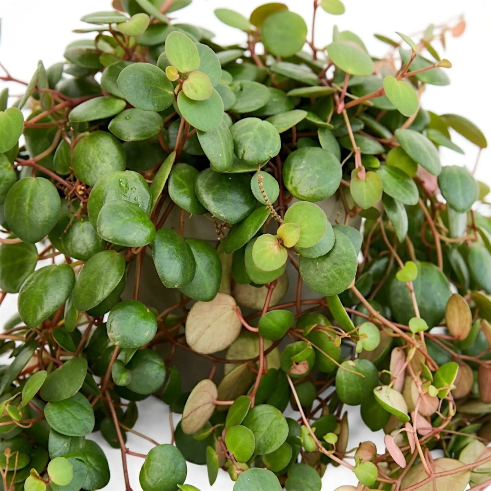 Nahaufnahme von Peperomia ‘Pepperspot’ mit münzförmigen grünen Blättern an hängenden roten Trieben