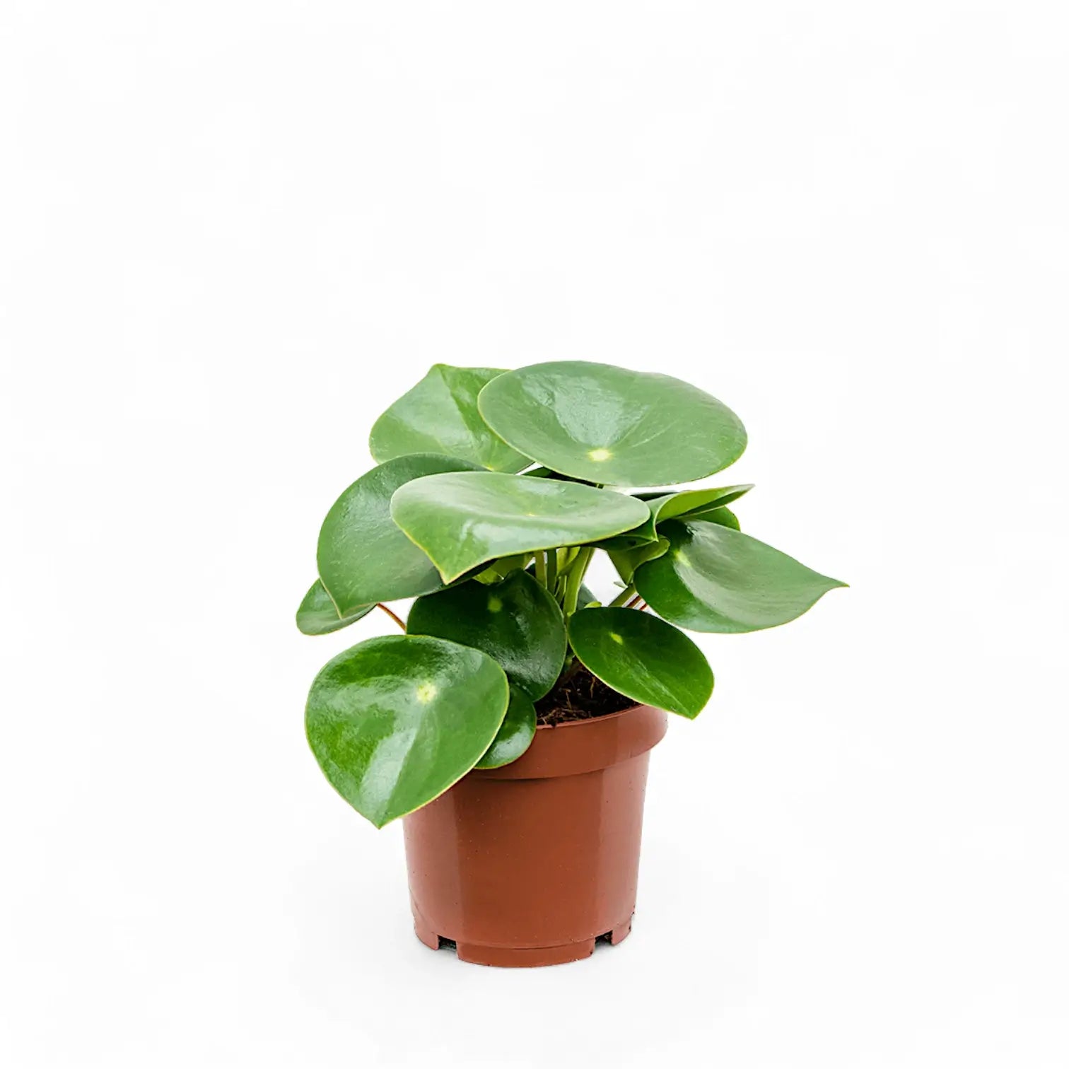 Peperomia polybotrya 'Raindrop' potted plant in nursery pot on white background.