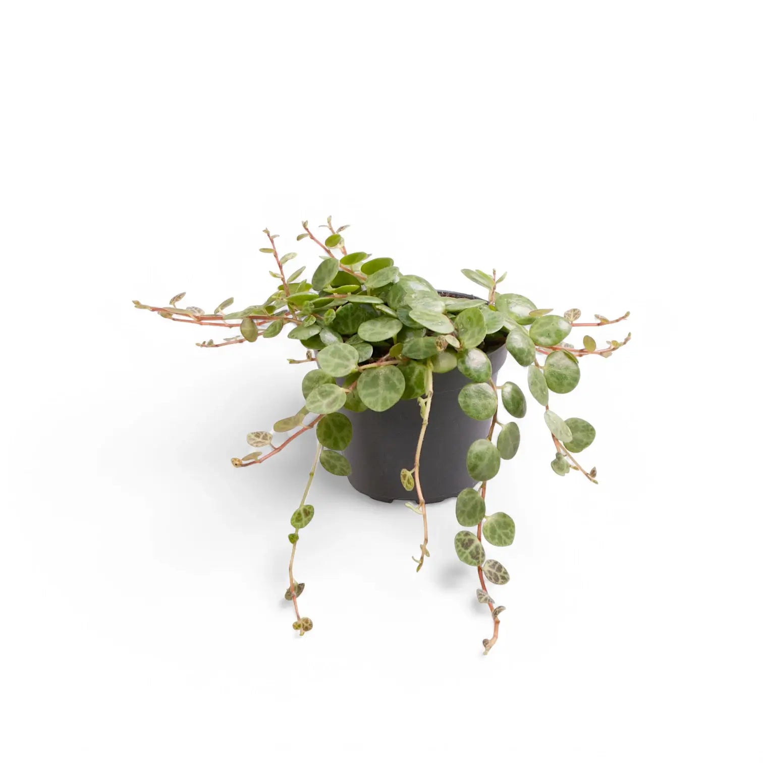 Peperomia prostrata potted plant in nursery pot on white background.