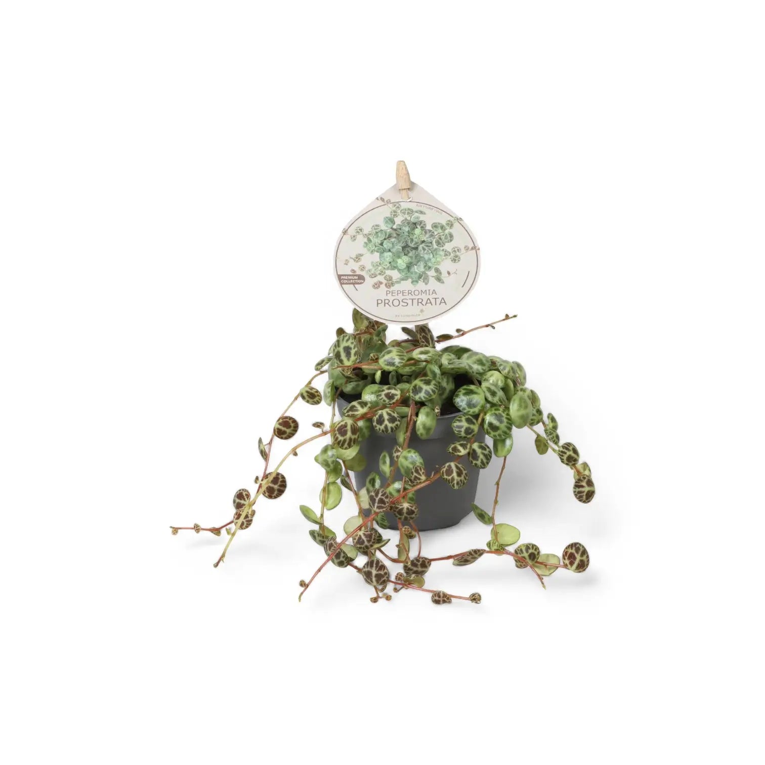 Peperomia prostrata potted plant in nursery pot on white background.