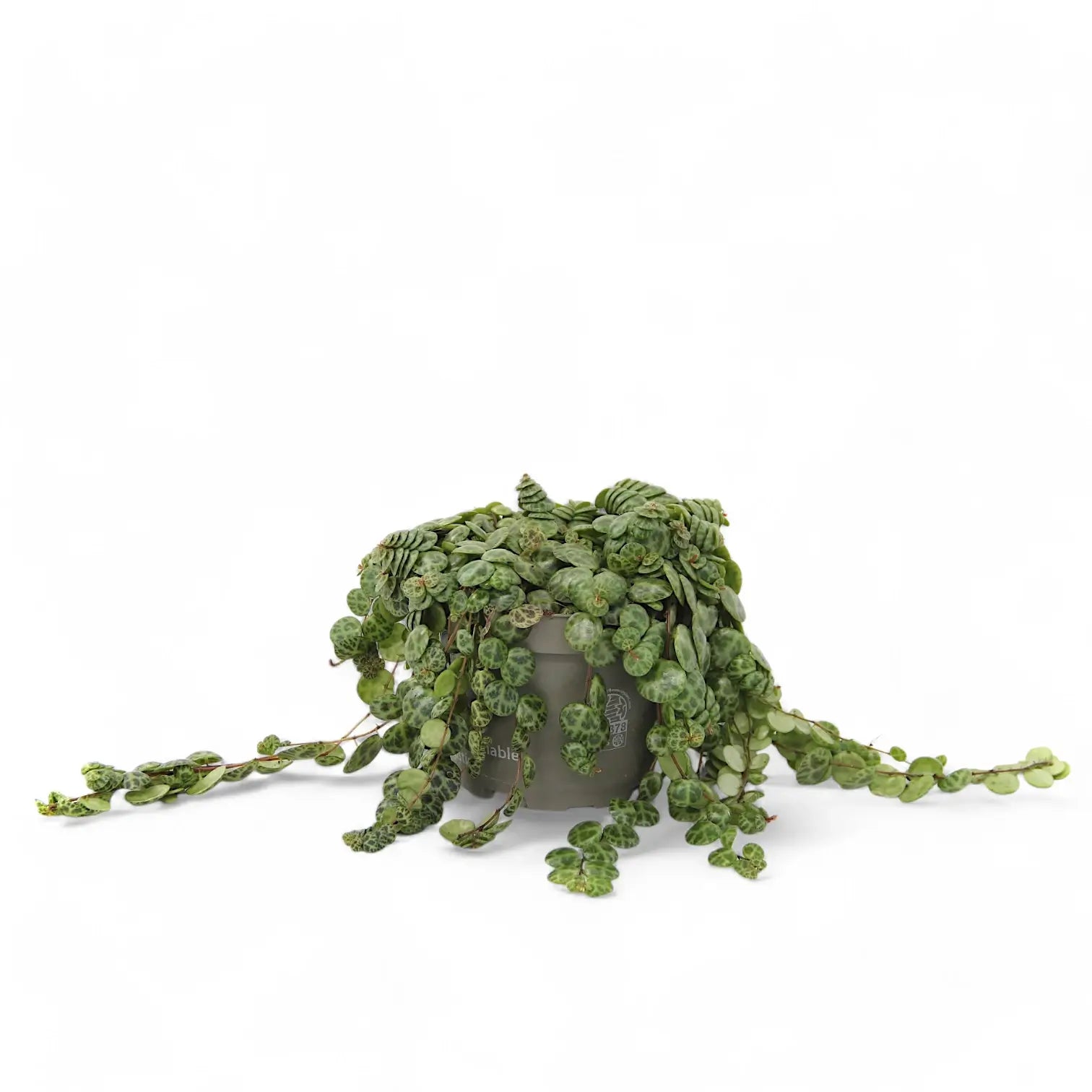 Peperomia prostrata potted plant in nursery pot on white background.