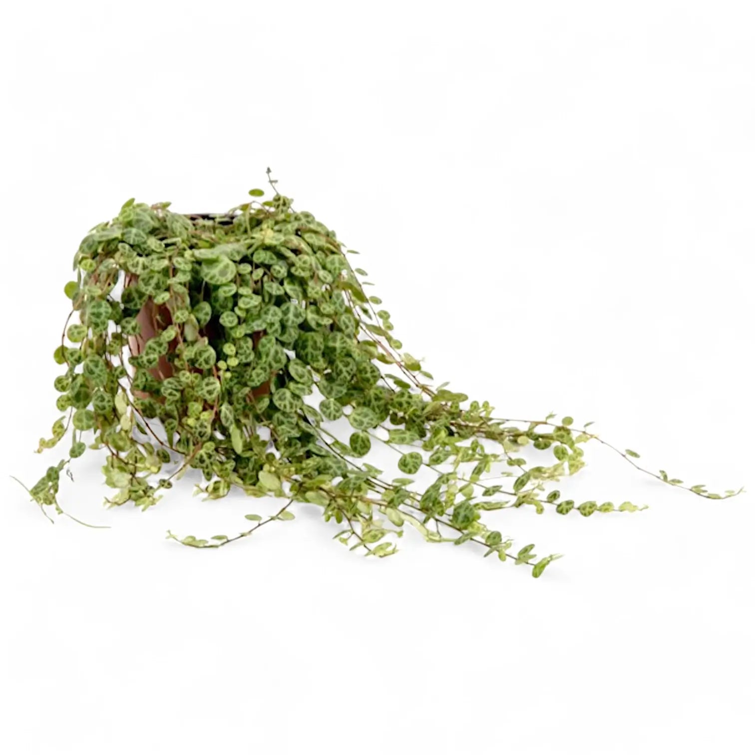 Peperomia prostrata potted plant in nursery pot on white background.