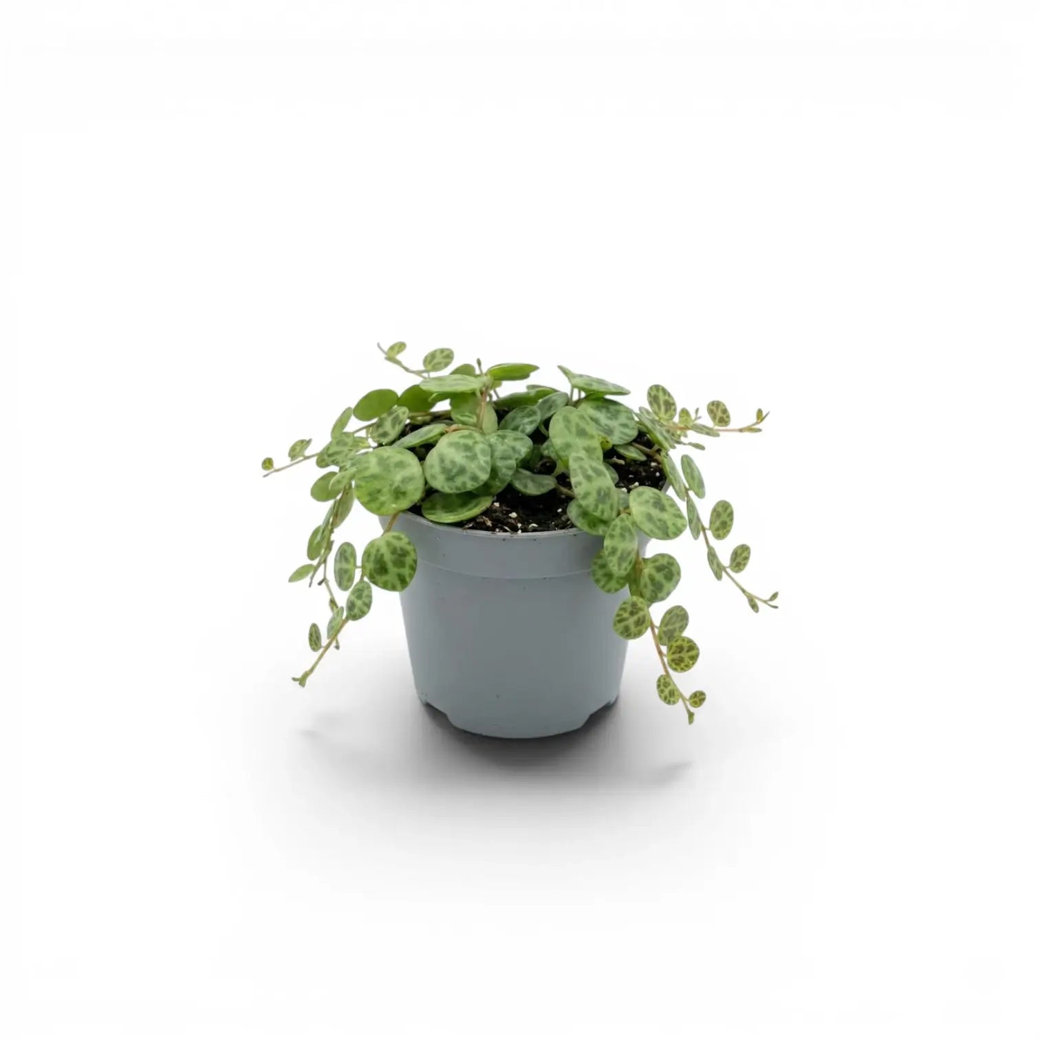 Peperomia prostrata ‘String of Turtles’ als Baby-Pflanze im Kulturtopf.