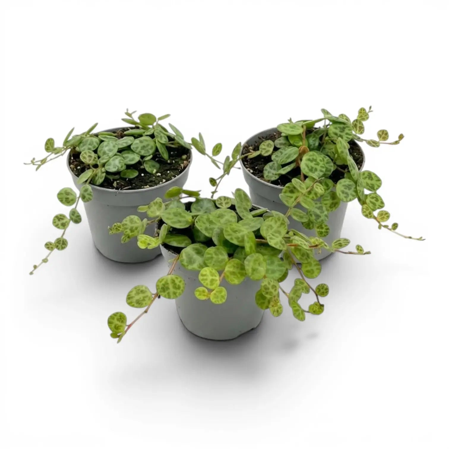 Peperomia prostrata ‘String of Turtles’ als Baby-Pflanze im Kulturtopf.