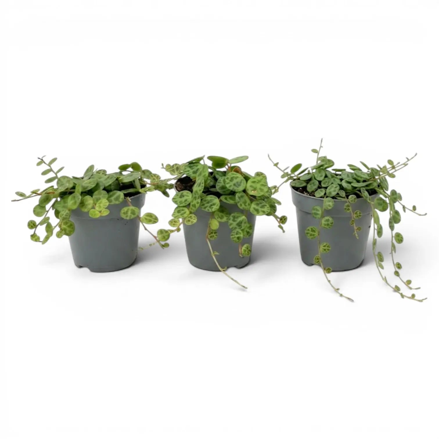 Peperomia prostrata ‘String of Turtles’ als Baby-Pflanze im Kulturtopf.