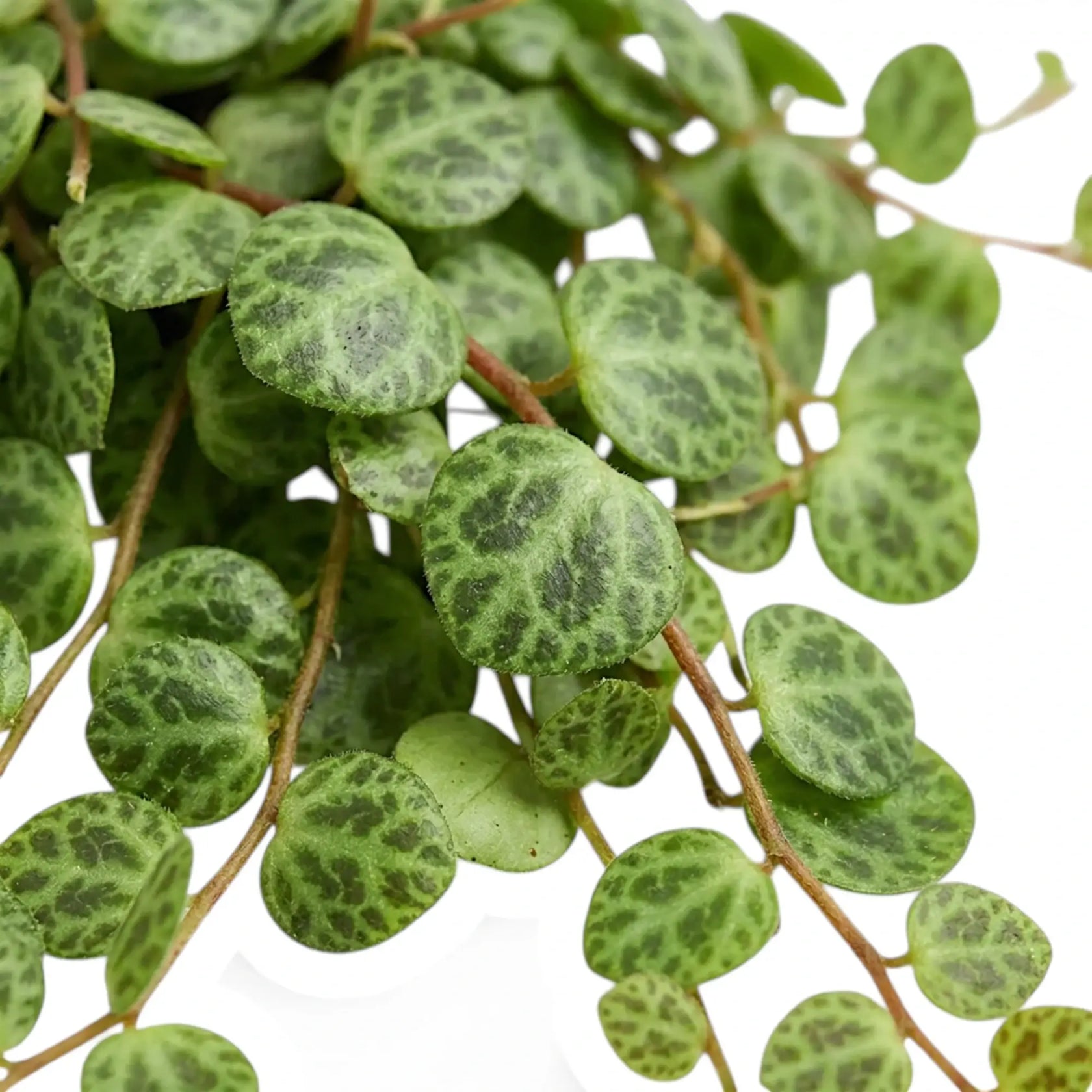 Blattdetail von Peperomia prostrata ‘String of Turtles’ mit runden gemusterten Blättern.