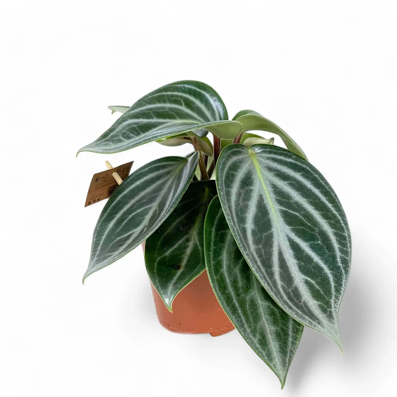 Peperomia pseudovariegata var. sarcophylla potted plant in nursery pot on white background.