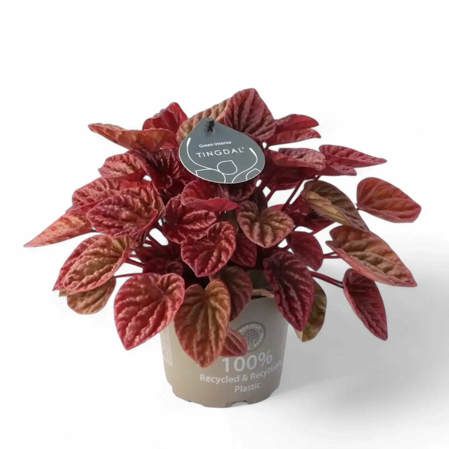 Peperomia 'Quito' potted plant in nursery pot on white background.