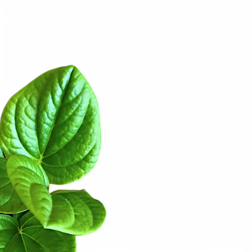 Nahaufnahme eines Blatts von Peperomia 'Rana Verde' vor weißem Hintergrund.