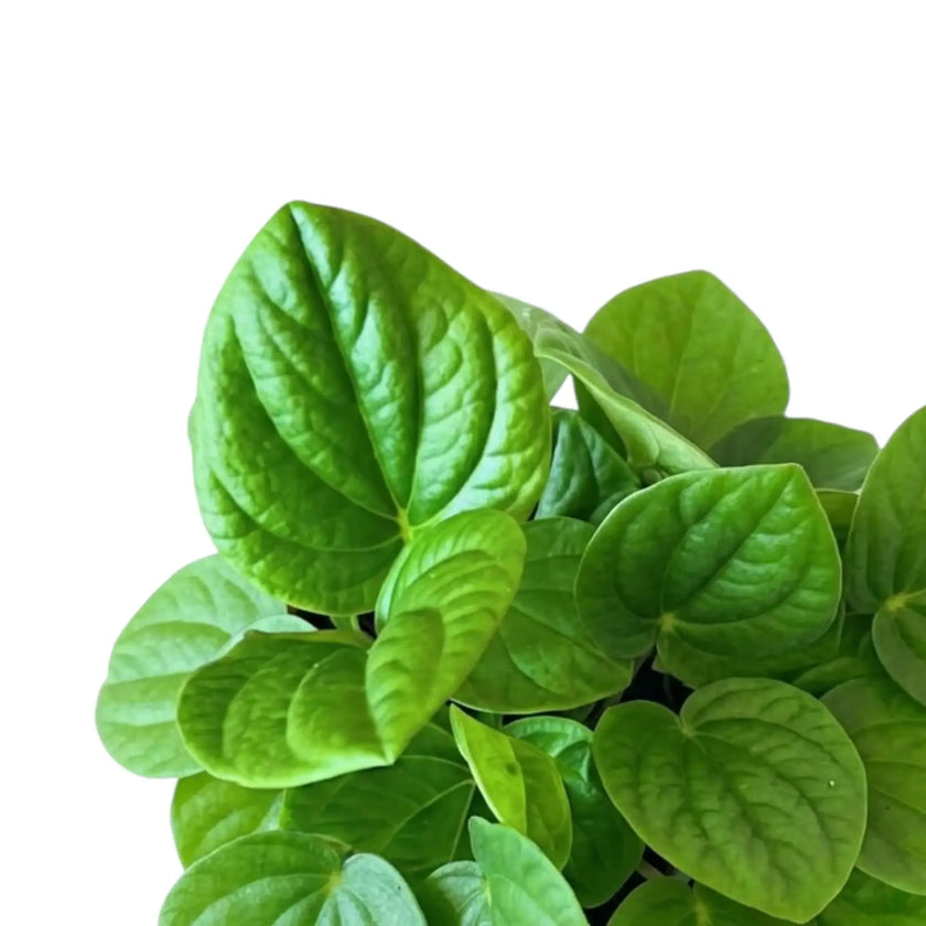Nahaufnahme von Peperomia ‘Rana Verde’ mit breiten, glänzend grünen Blättern und helleren Unterseiten.