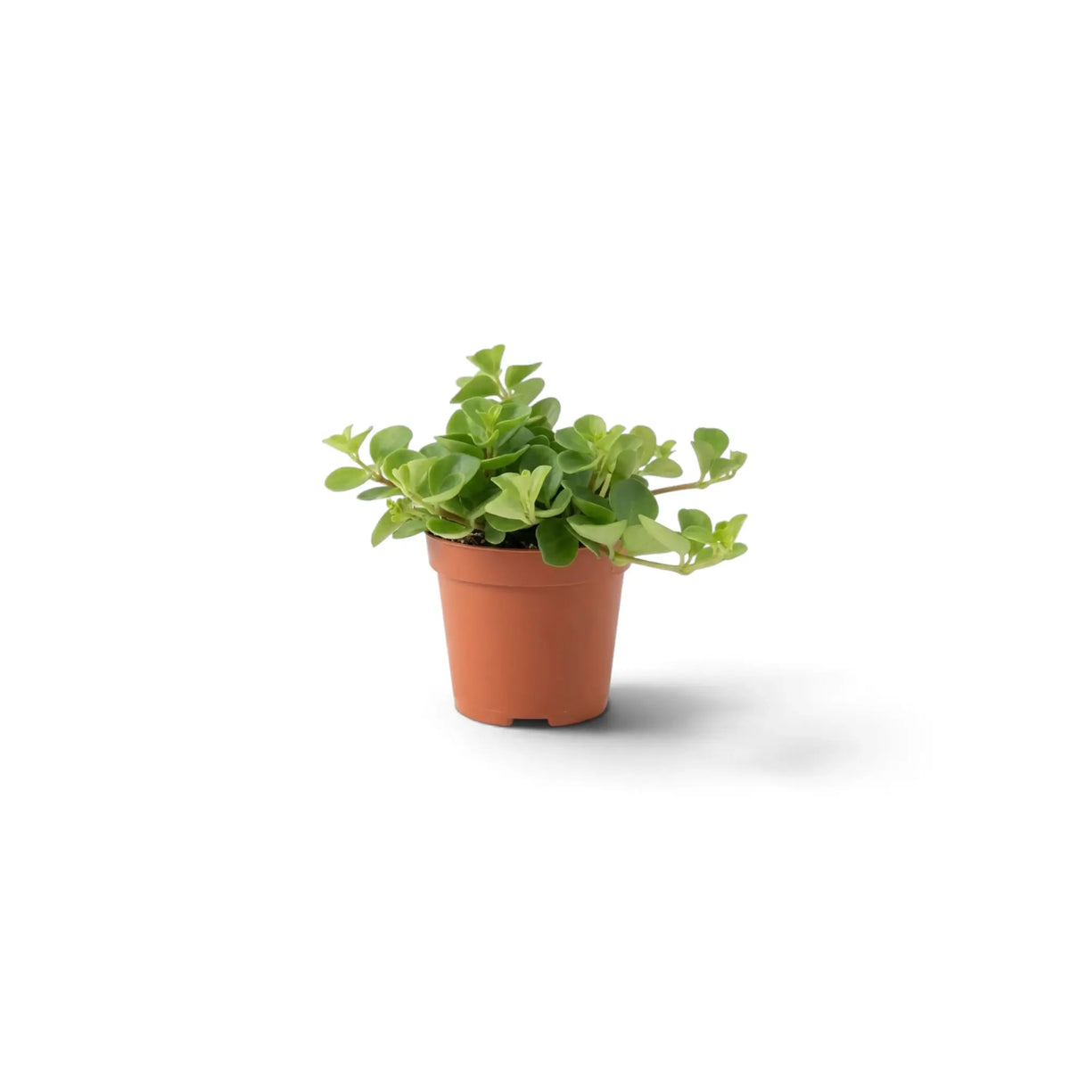 Baby Peperomia rotundifolia with small round green leaves on fine trailing stems