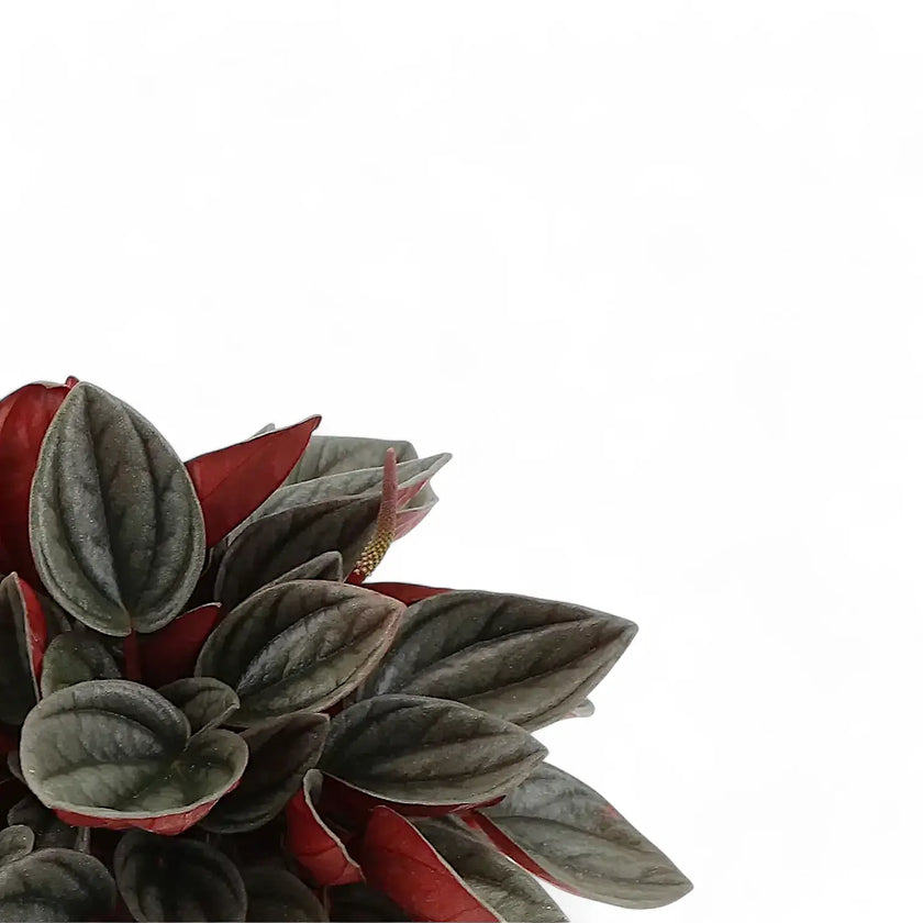 Peperomia 'Santorini' – Blattdetail vor weißem Hintergrund..