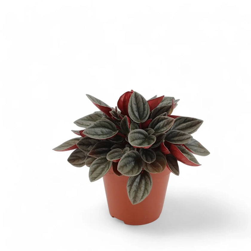 Peperomia 'Santorini' Zimmerpflanze im Anzuchttopf vor weißem Hintergrund, Produktfoto 2.
