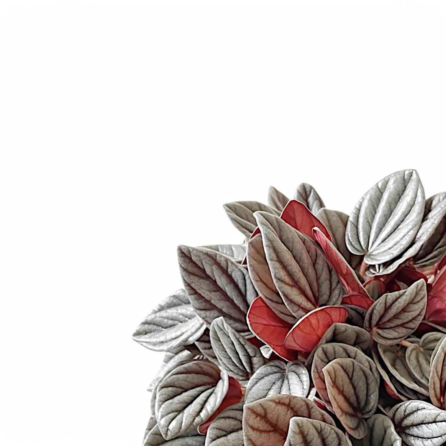 Peperomia 'Sunrise' close-up of leaf on white background.