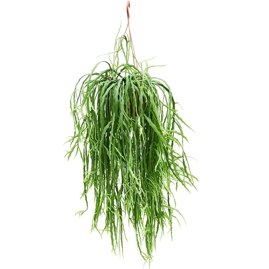 Pfeiffera asuntapatensis potted plant in nursery pot on white background.