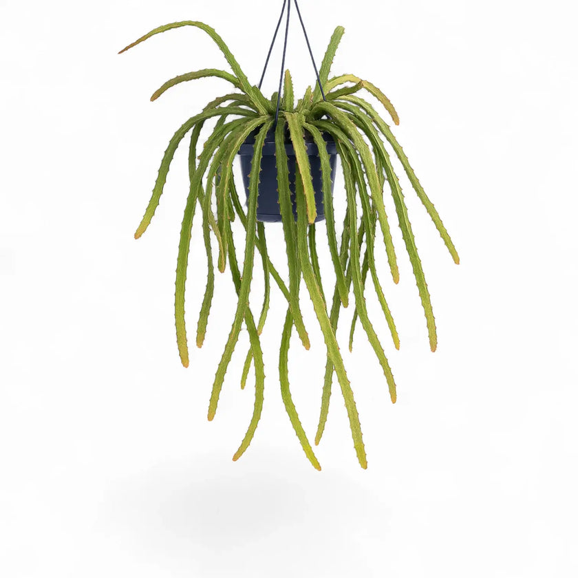 Pfeiffera monacantha potted plant in nursery pot on white background.