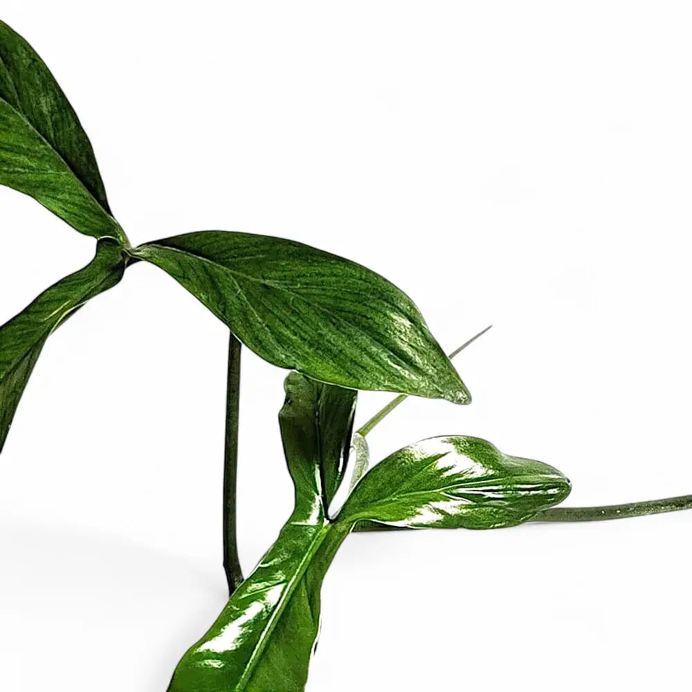Philodendron 69686 leaf detail on white background.