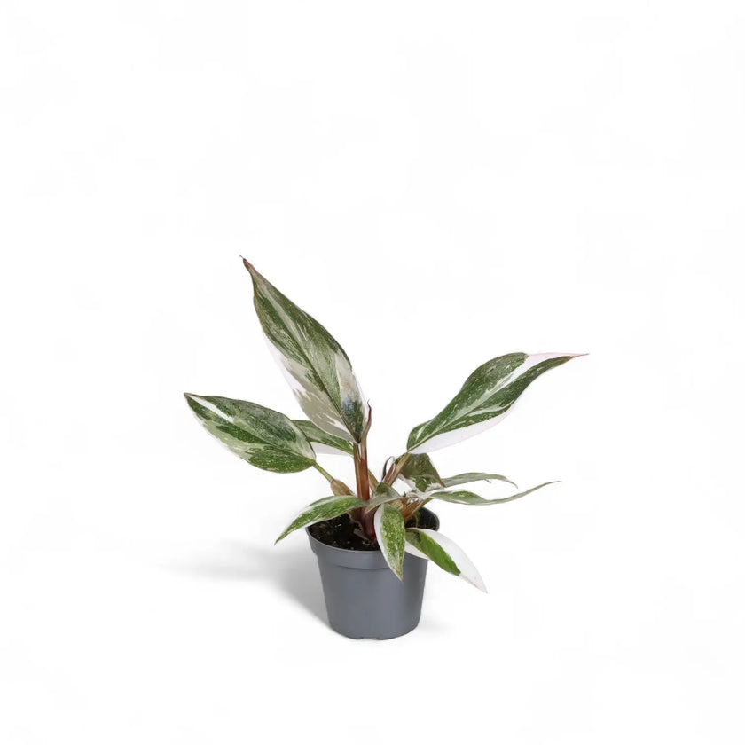 Philodendron 'Anderson's red' potted plant in nursery pot on white background.