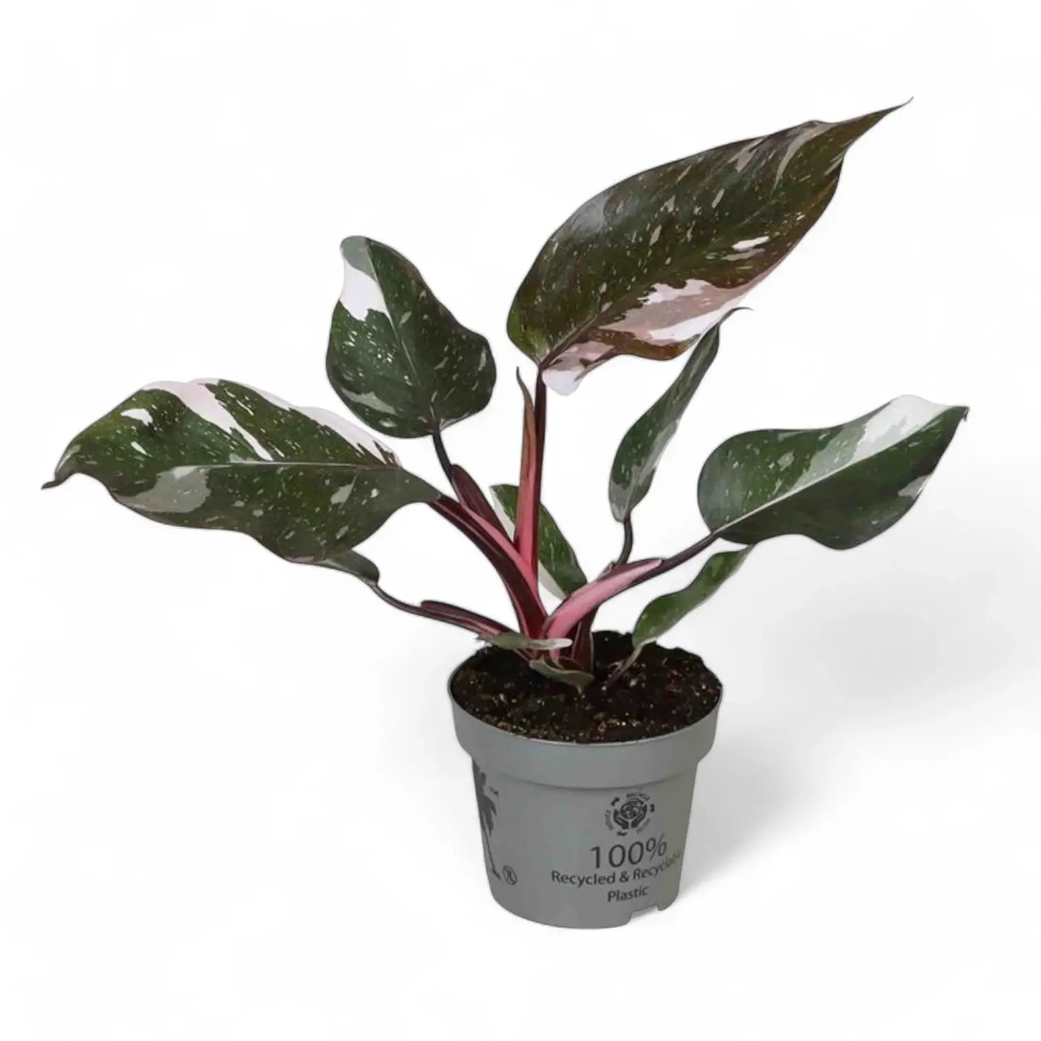 Philodendron 'Anderson's red' potted plant in nursery pot on white background.