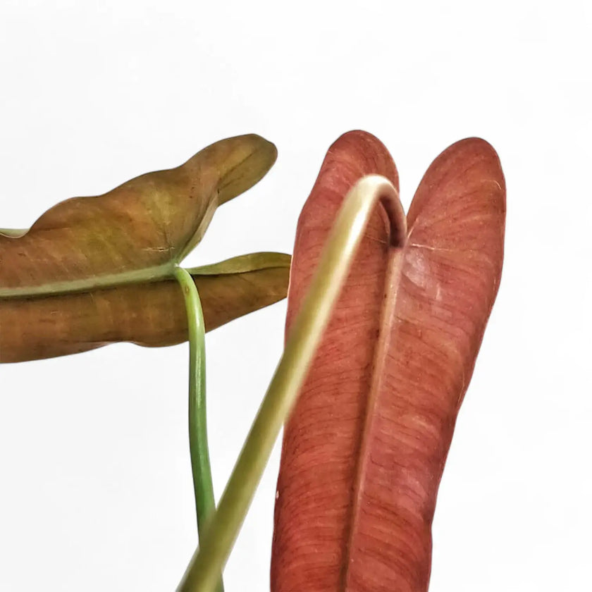Nahaufnahme eines Blatts von Philodendron atabapoense vor weißem Hintergrund.