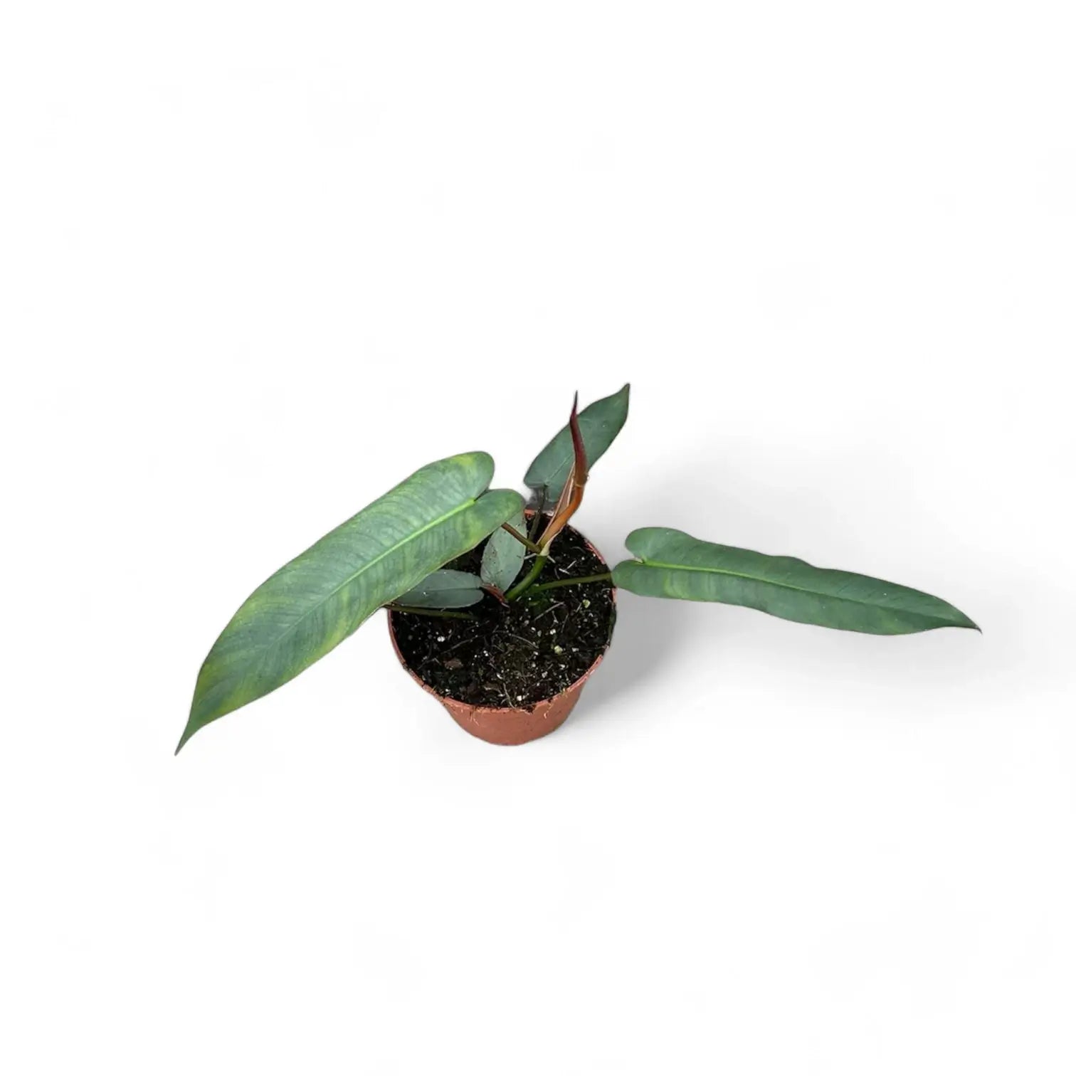 Philodendron atabapoense potted plant in nursery pot on white background.