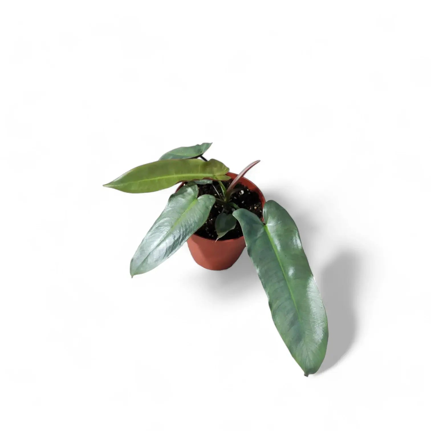 Philodendron atabapoense potted plant in nursery pot on white background.