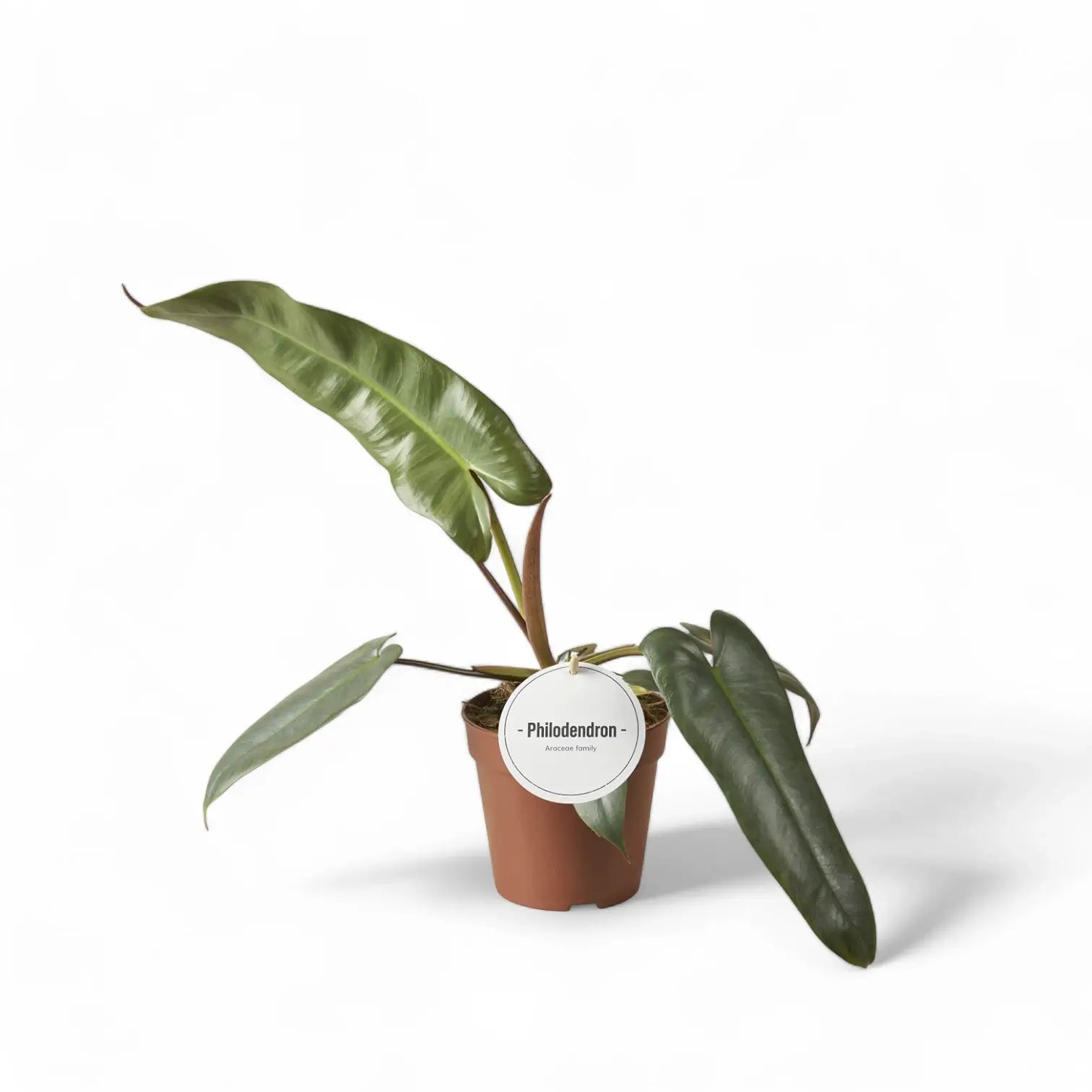 Philodendron atabapoense potted plant in nursery pot on white background.