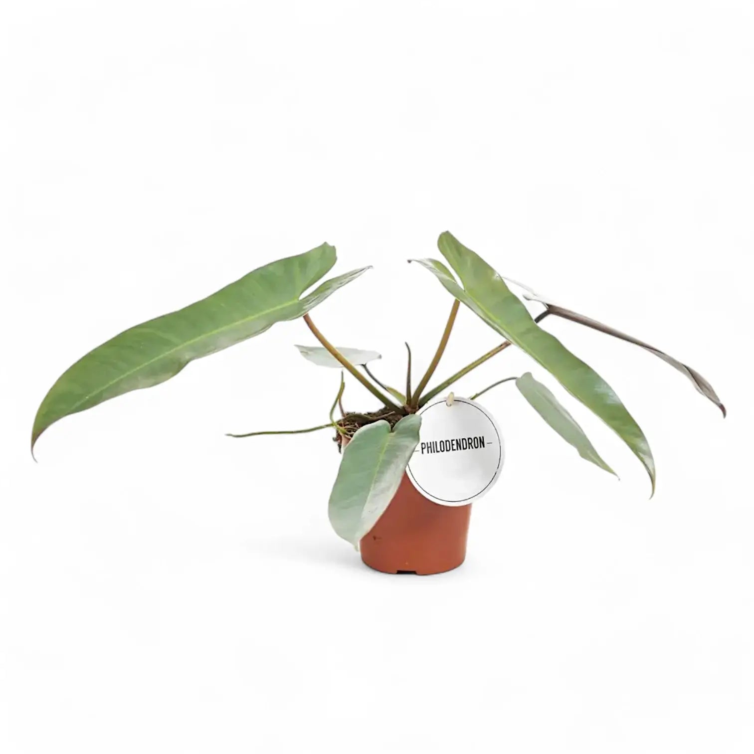 Philodendron atabapoense potted plant in nursery pot on white background.