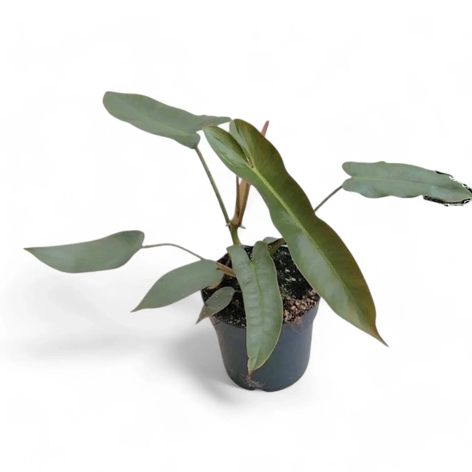 Philodendron atabapoense potted plant in nursery pot on white background.