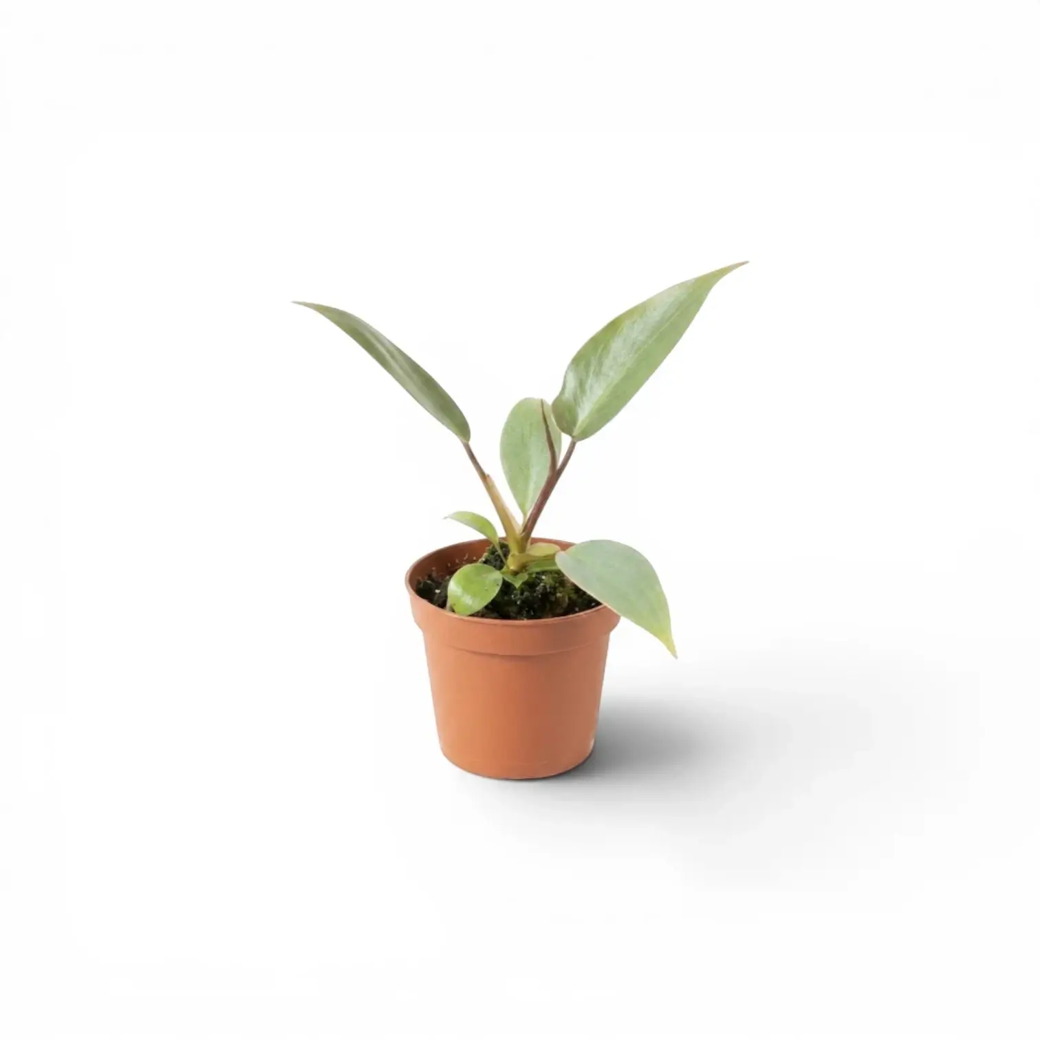 Philodendron atabapoense als Baby-Pflanze im Kulturtopf.