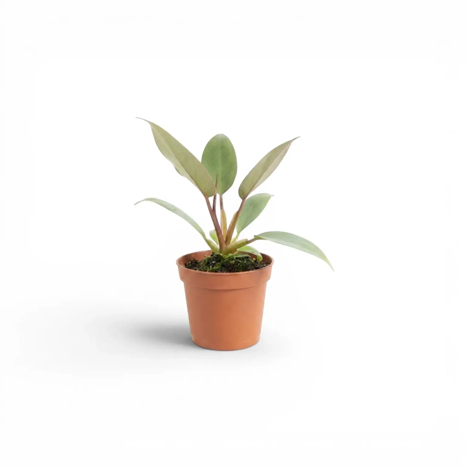 Philodendron atabapoense als Baby-Pflanze im Kulturtopf.