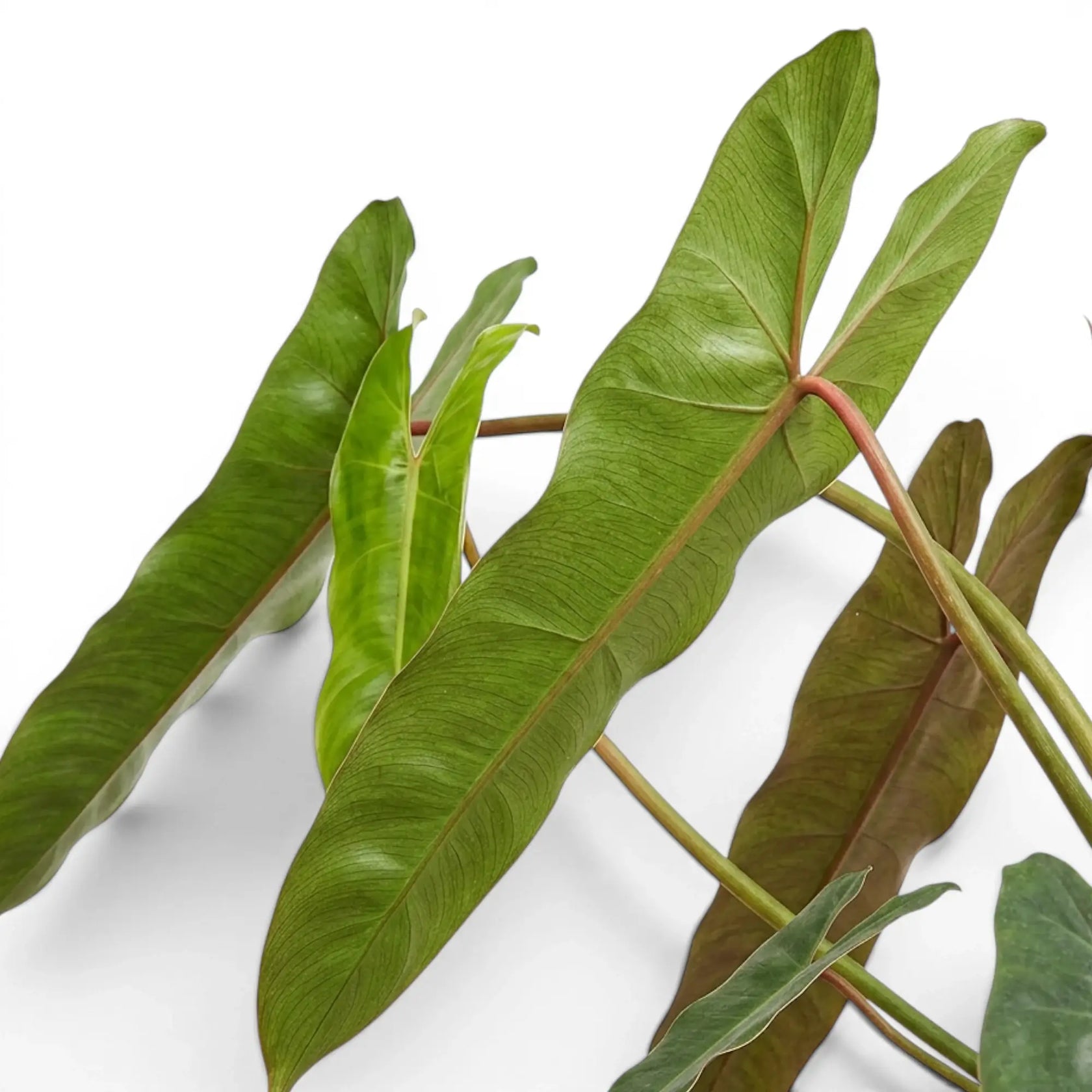 Blätter von Philodendron atabapoense in Nahaufnahme.