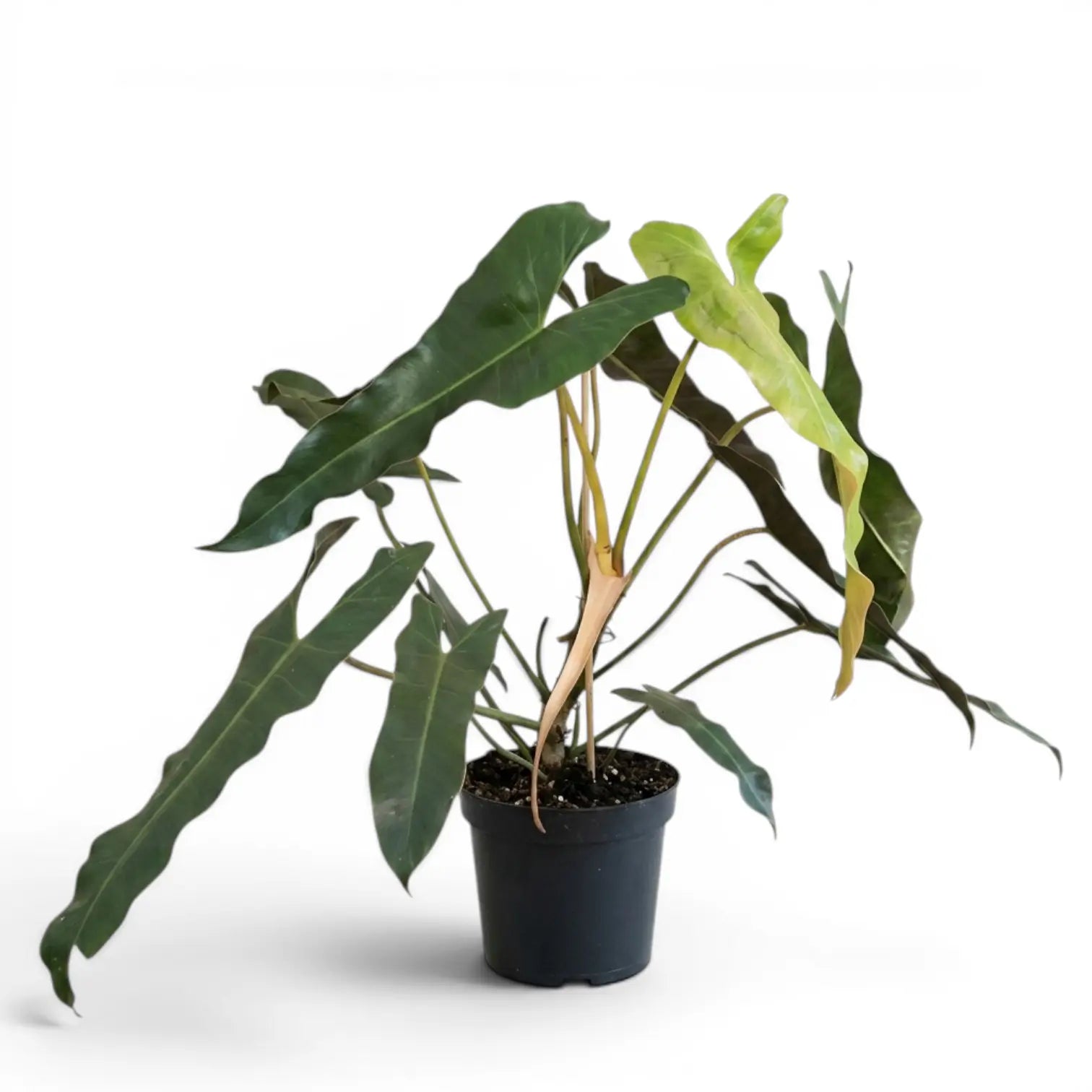 Große Pflanze von Philodendron atabapoense.