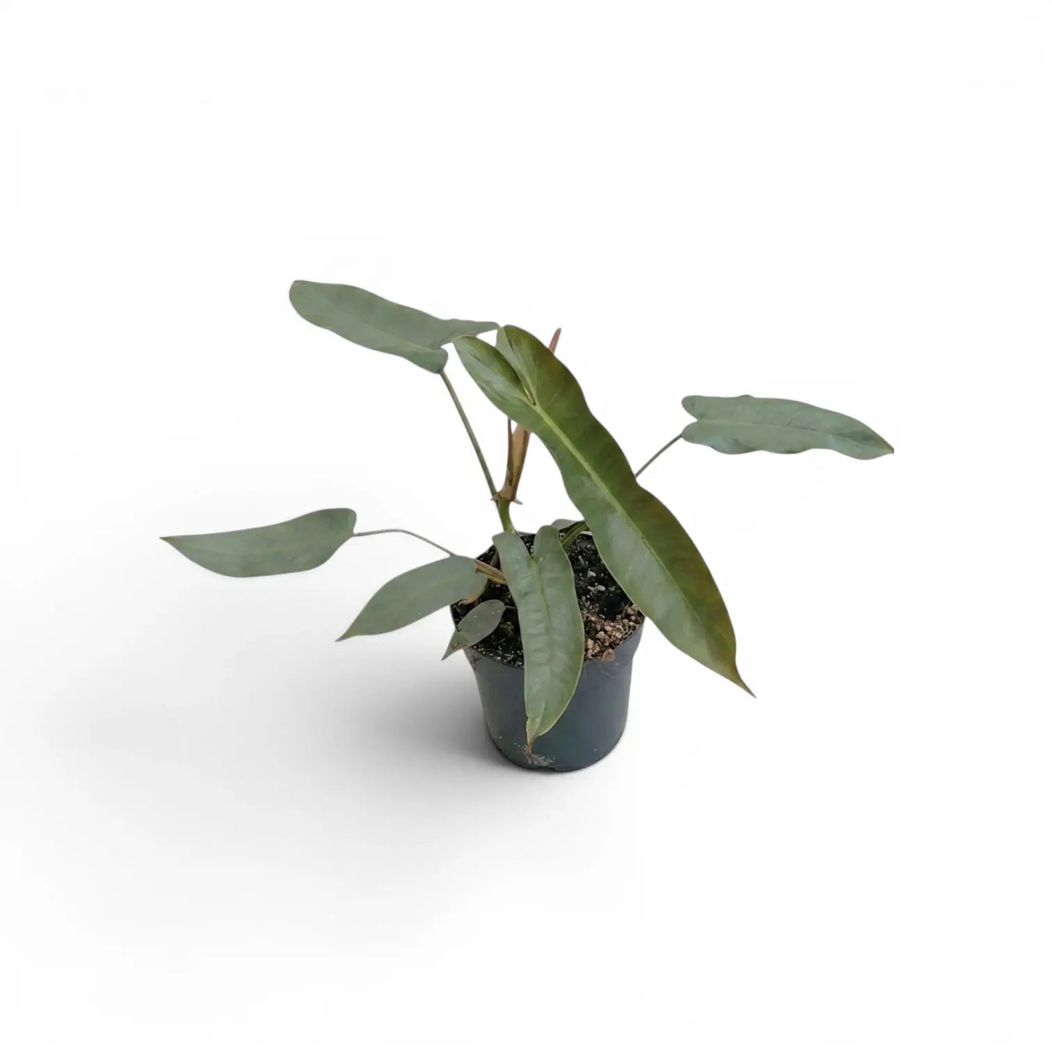 Philodendron atabapoense im Kulturtopf.