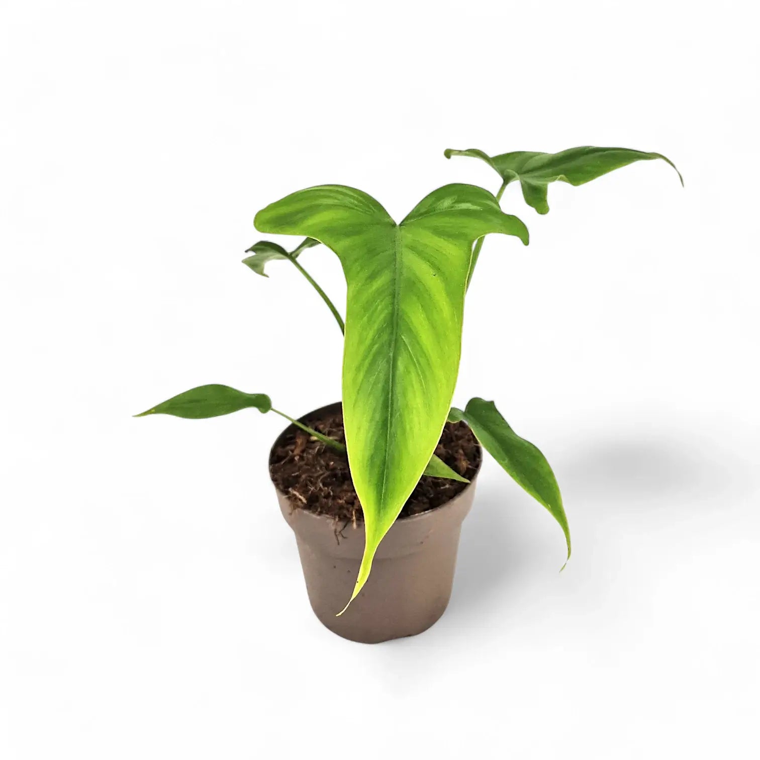 Philodendron barrosoanum potted plant in nursery pot on white background.