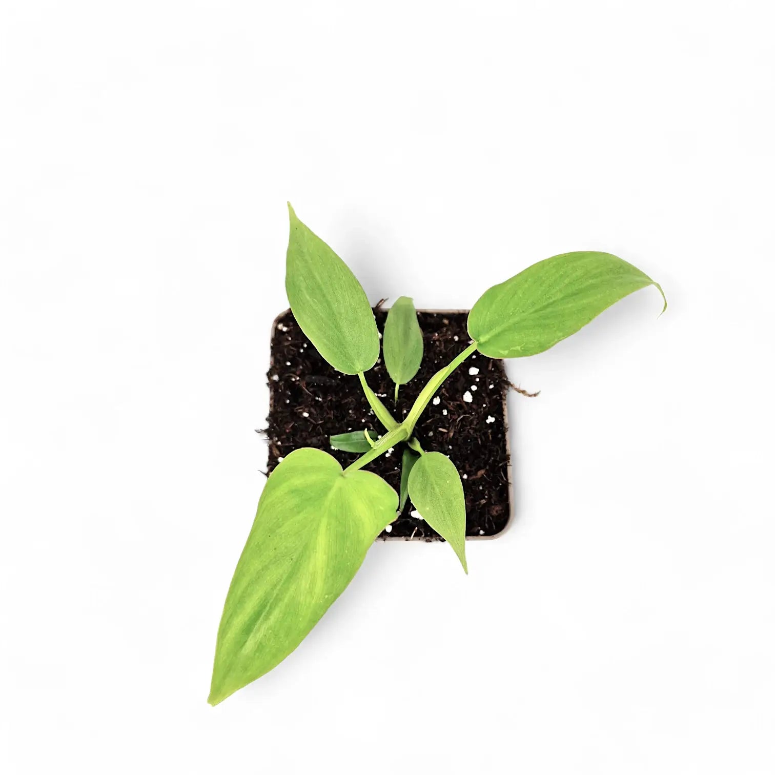 Philodendron barrosoanum potted plant in nursery pot on white background.