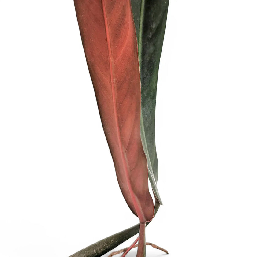 Philodendron bicolor – Blattdetail vor weißem Hintergrund..