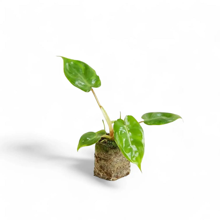 Philodendron billietiae potted plant in nursery pot on white background.