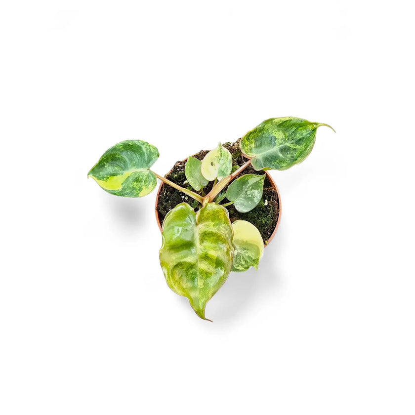 Philodendron billietiae variegata potted plant in nursery pot on white background.