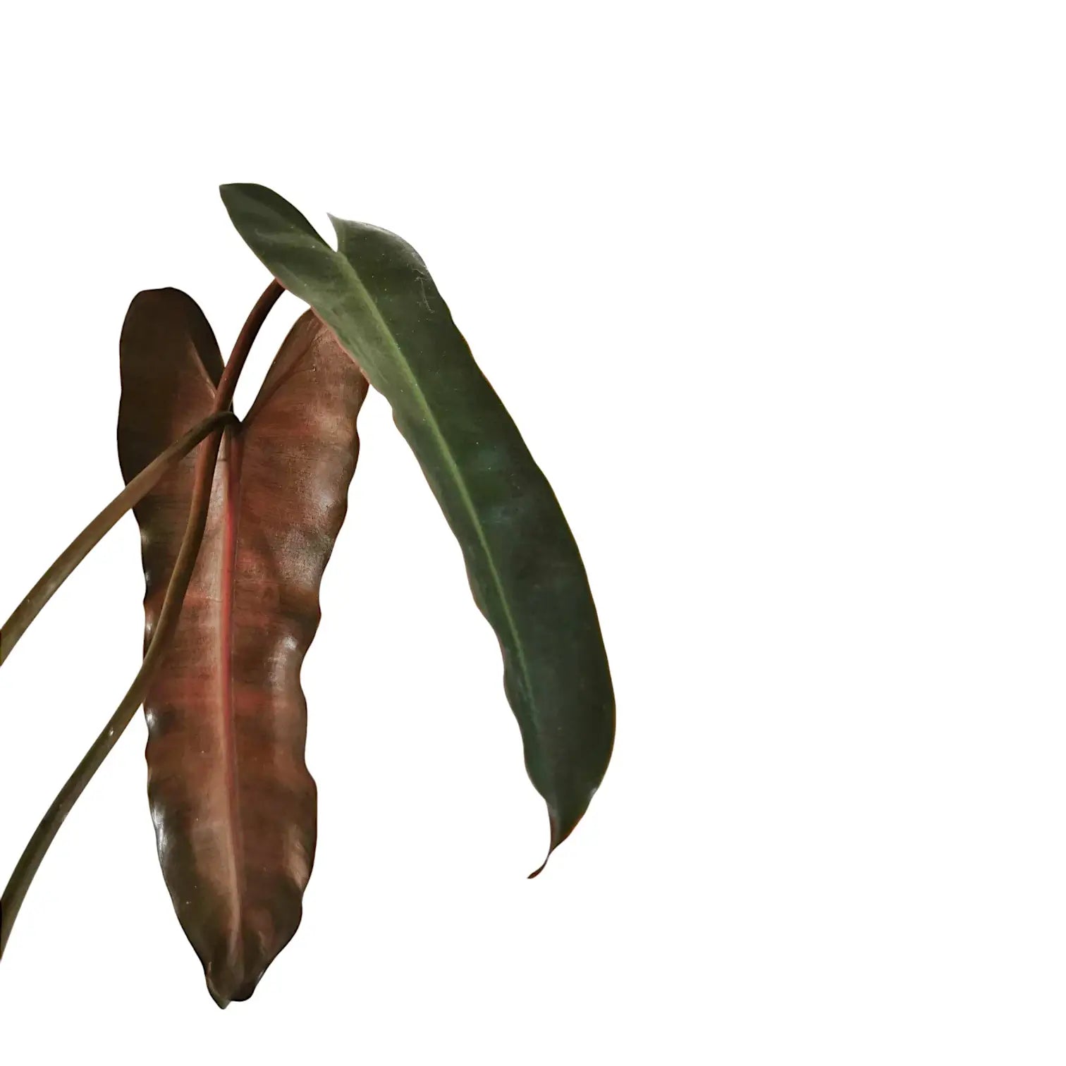 Philodendron billietiae x atabapoense – Blattdetail vor weißem Hintergrund..