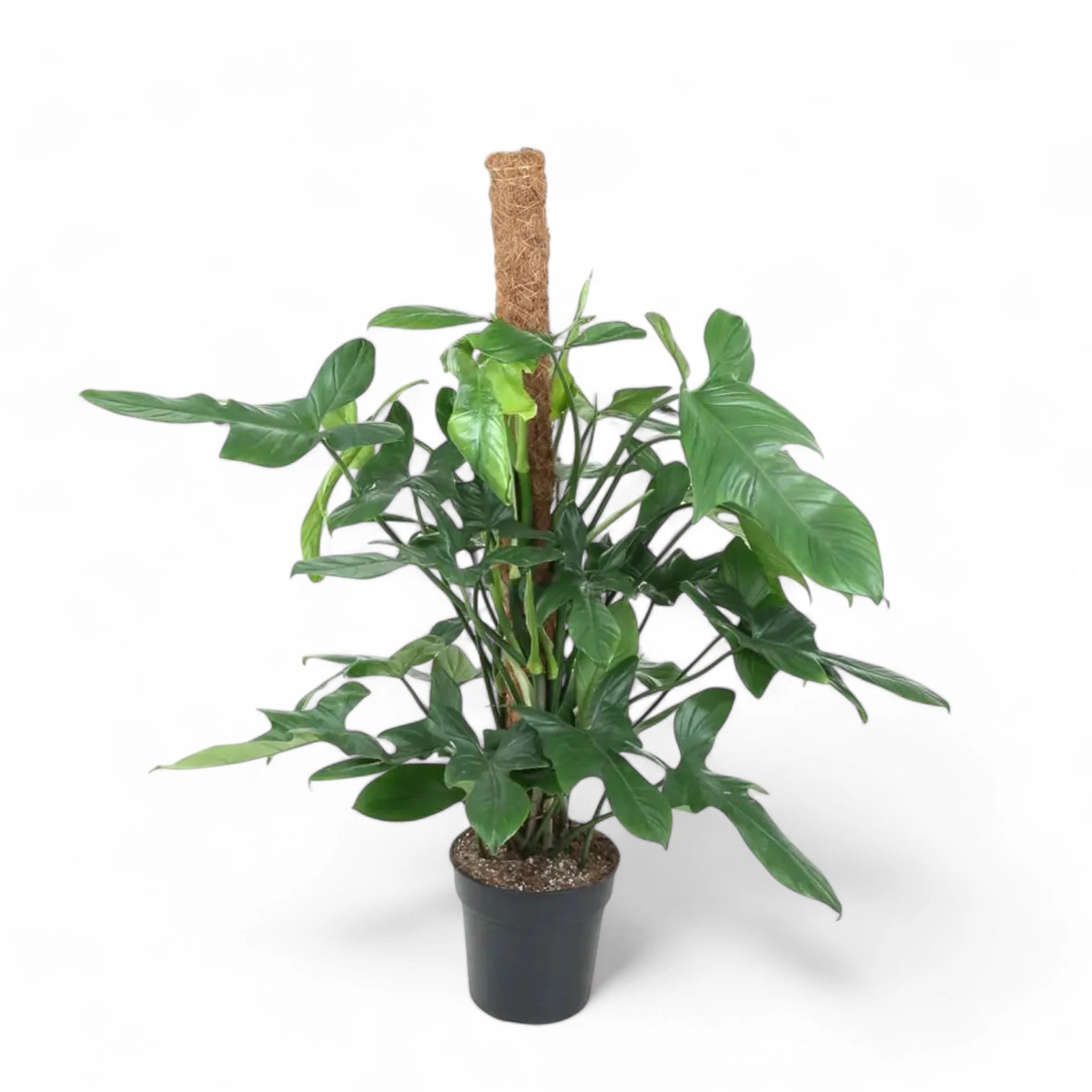 Philodendron bipennifolium potted plant in nursery pot on white background.