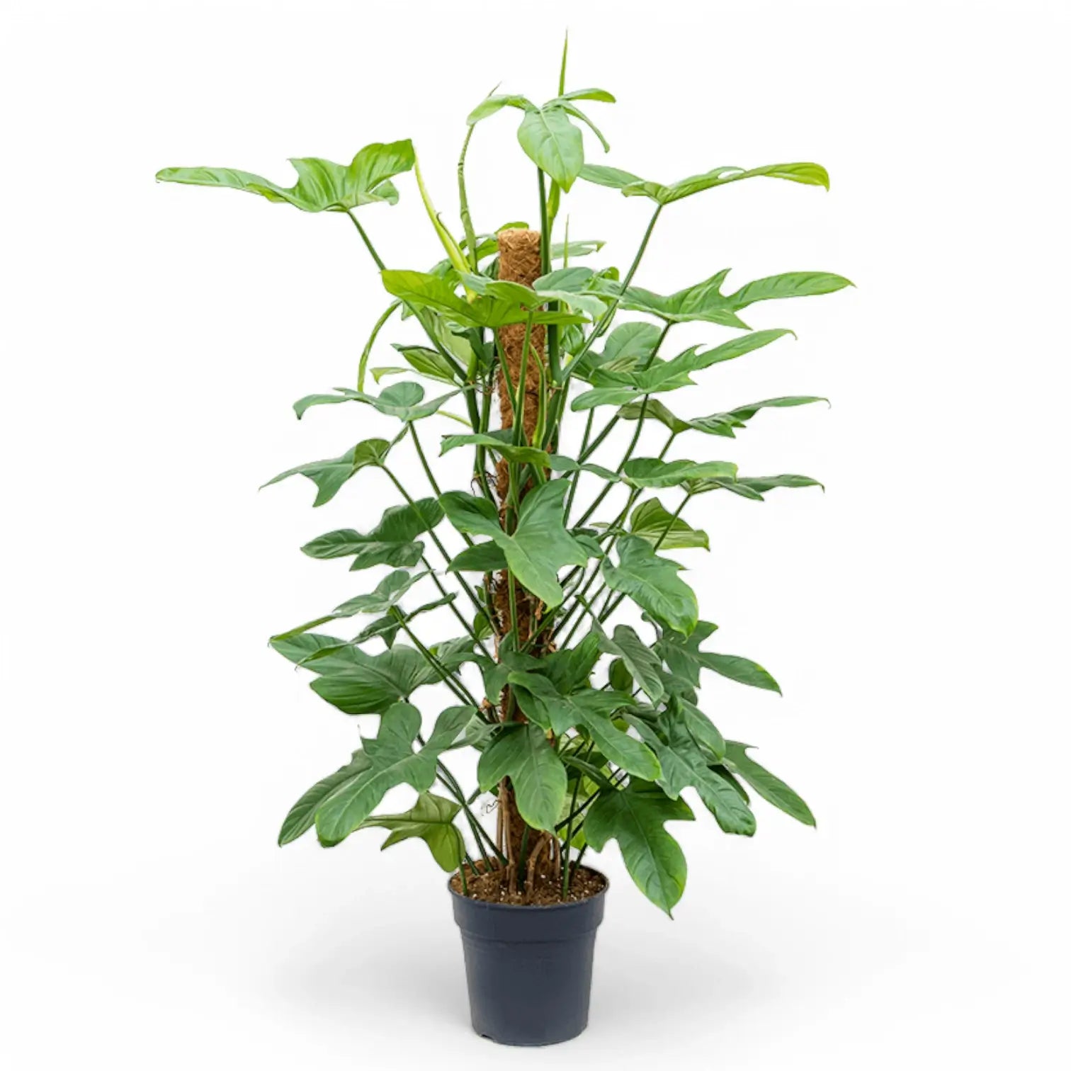 Philodendron bipennifolium potted plant in nursery pot on white background.